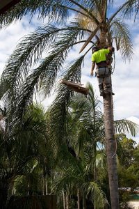removing palm tree